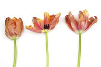 Plants, Flowers, Studio shot of colourful cut Tulip stems against white background.