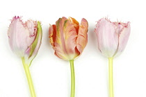 Plants, Flowers, Studio shot of colourful cut Tulip stems against white background.