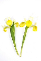 Plants, Flowers, Studio shot of colourful cut Iris stems against white background.
