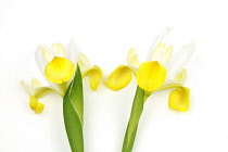 Plants, Flowers, Studio shot of colourful cut Iris stems against white background.