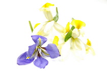 Plants, Flowers, Studio shot of colourful cut Iris stems against white background.