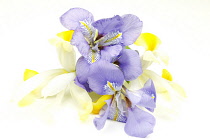 Plants, Flowers, Studio shot of colourful cut Iris stems against white background.