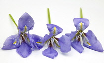 Plants, Flowers, Studio shot of colourful cut Iris stems against white background.