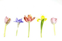 Plants, Flowers, Studio shot of colourful cut Tulip stems with Irises against white background.