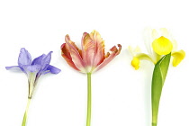 Plants, Flowers, Studio shot of colourful cut Tulip stems with Irises against white background.