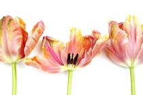 Plants, Flowers, Studio shot of colourful cut Tulip stems against white background.