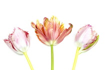 Plants, Flowers, Studio shot of colourful cut Tulip stems against white background.