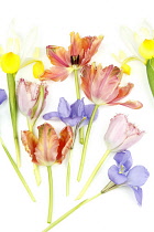 Plants, Flowers, Studio shot of colourful cut Tulip stems with Irises against white background.