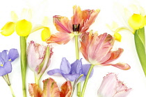 Plants, Flowers, Studio shot of colourful cut Tulip stems with Irises against white background.