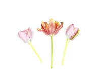 Plants, Flowers, Studio shot of colourful cut Tulip stems against white background.