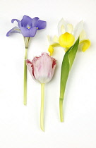 Plants, Flowers, Studio shot of colourful cut Tulip stems with Irises against white background.