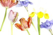 Plants, Flowers, Studio shot of colourful cut Tulip stems with Irises against white background.