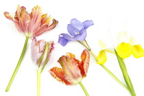 Plants, Flowers, Studio shot of colourful cut Tulip stems with Irises against white background.