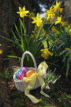 Festivals, Religious, Easter, Egg hunt, basket of chocolate eggs hidden in garden amongst daffodils.