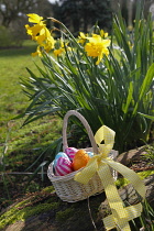 Festivals, Religious, Easter, Egg hunt, basket of chocolate eggs hidden in garden amongst daffodils.