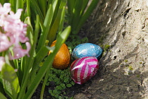Festivals, Religious, Easter, Egg hunt, chocolate eggs hidden in garden amongst daffodils.