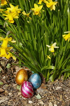 Festivals, Religious, Easter, Egg hunt, chocolate eggs hidden in garden amongst daffodils.