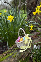 Festivals, Religious, Easter, Egg hunt, basket of chocolate eggs hidden in garden amongst daffodils.