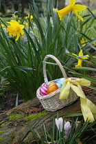 Festivals, Religious, Easter, Egg hunt, basket of chocolate eggs hidden in garden amongst daffodils.