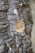 Portugal, Estremadura, Lisbon, Detail of cork tree bark showing pattern.