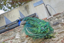 Portugal, Estredmadura, Lisbon, Bairro do Castello, Castelo de Sao Jorge, Peacock in the grounds of St Georges castle.