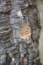 Portugal, Estremadura, Lisbon, Detail of cork tree bark showing pattern.