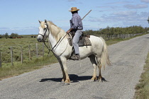 France, Bouches du Rhone 13, Camargue, Traditional Gardian Camargue cowboy on white horse.