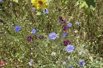 France, Bouches du Rhone 13, St Remy en Provence, Cornflowers in the garden of the Monastery St Paul de Mausole.