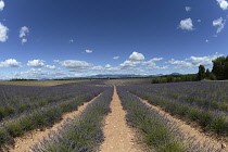 France, Alpes de Haute Provence 04, Valensole, Lavender fields.