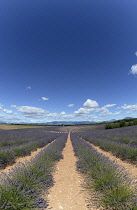 France, Alpes de Haute Provence 04, Valensole, Lavender fields.