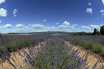 France, Alpes de Haute Provence 04, Valensole, Lavender fields.