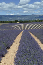 France, Alpes de Haute Provence 04, Valensole, Lavender fields.