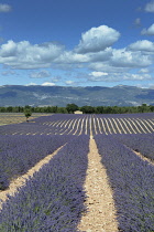 France, Alpes de Haute Provence 04, Valensole, Lavender fields.