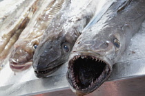 Ireland, North, Belfast, St George's Market interior, Display of fresh Cod fish on ice.