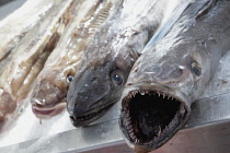 Ireland, North, Belfast, St George's Market interior, Display of fresh Cod fish on ice.