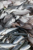 Ireland, North, Belfast, St George's Market interior, Display of fresh fish on ice.