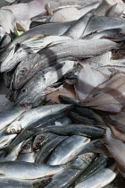 Ireland, North, Belfast, St George's Market interior, Display of fresh fish on ice.