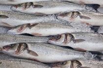 Ireland, North, Belfast, St George's Market interior, Display of fresh Herring fish on ice.