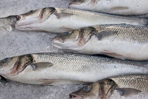 Ireland, North, Belfast, St George's Market interior, Display of fresh Herring fish on ice.