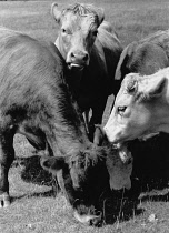 Agriculture, Farming, Cattle, Herd grazing, 1989.