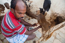 India, Tamil Nadu, Chidambaram, Farmer milking a cow by hand.