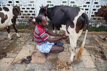 India, Tamil Nadu, Chidambaram, Farmer milking a cow by hand.