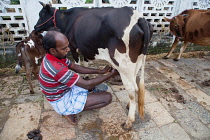 India, Tamil Nadu, Chidambaram, Farmer milking a cow by hand.