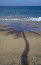 India, Sri Lanka, Shadow of single palm tree cast over sandy beach near Galle.