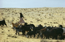 Qatar, Agriculture, Lifestock, Bedouin child with goat herd.