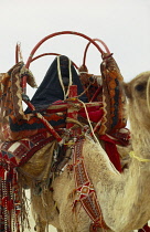 Qatar, General, Bedouin family moving camp, Woman on camel showing leather saddle and frame for cover padded with decorated textiles.