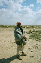 Qatar, Shepherd with flock of sheep on edge of desert.