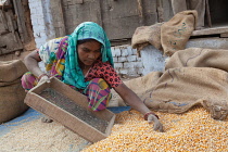 India, Uttar Pradesh, Faizabad, A woman winnowing corn.