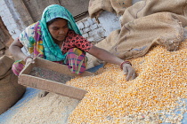 India, Uttar Pradesh, Faizabad, A woman winnowing corn.