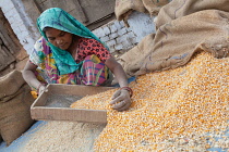 India, Uttar Pradesh, Faizabad, A woman winnowing corn.